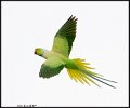 _9SB9744 rose-ringed parakeet